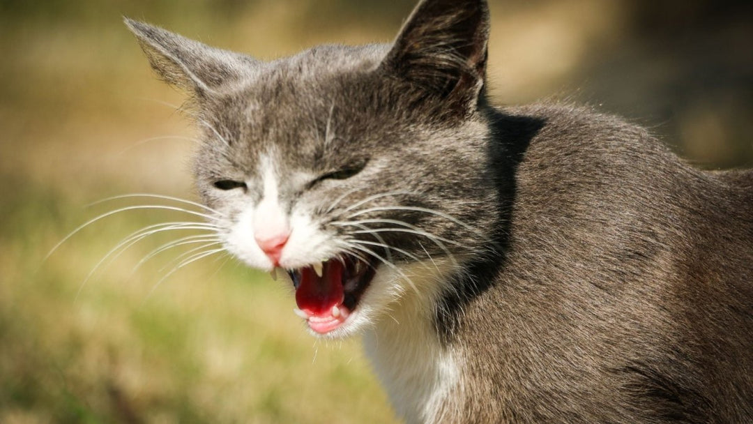 The science behind why cats purr