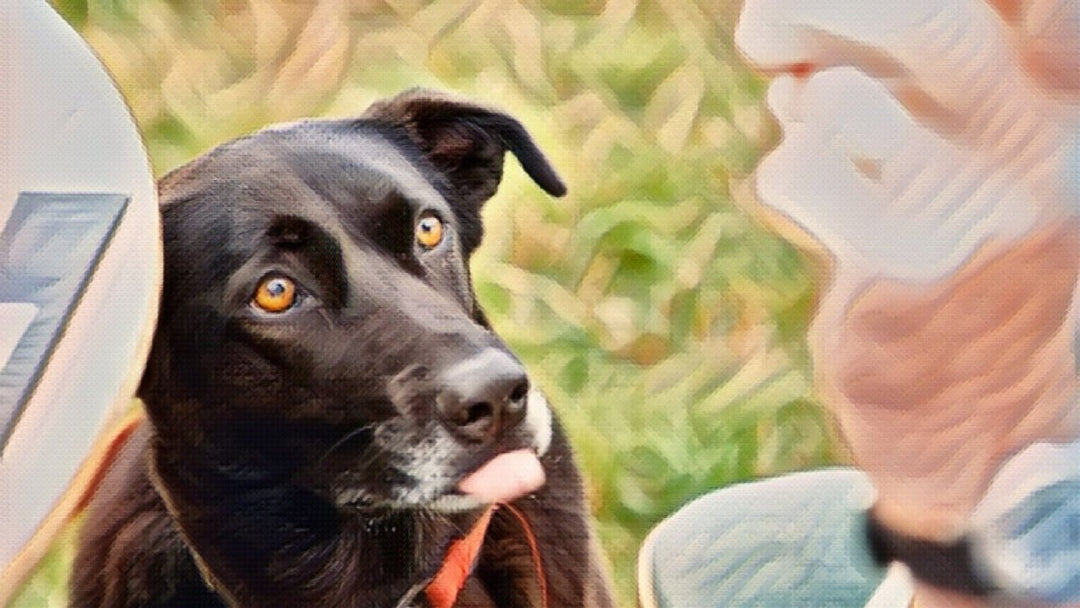 They can die: The dangers of corn on the cob for dogs
