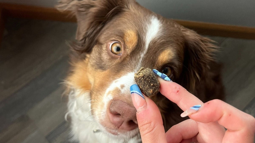 Top 100 CBD/Hemp Pet Brands (At-a-Glance)