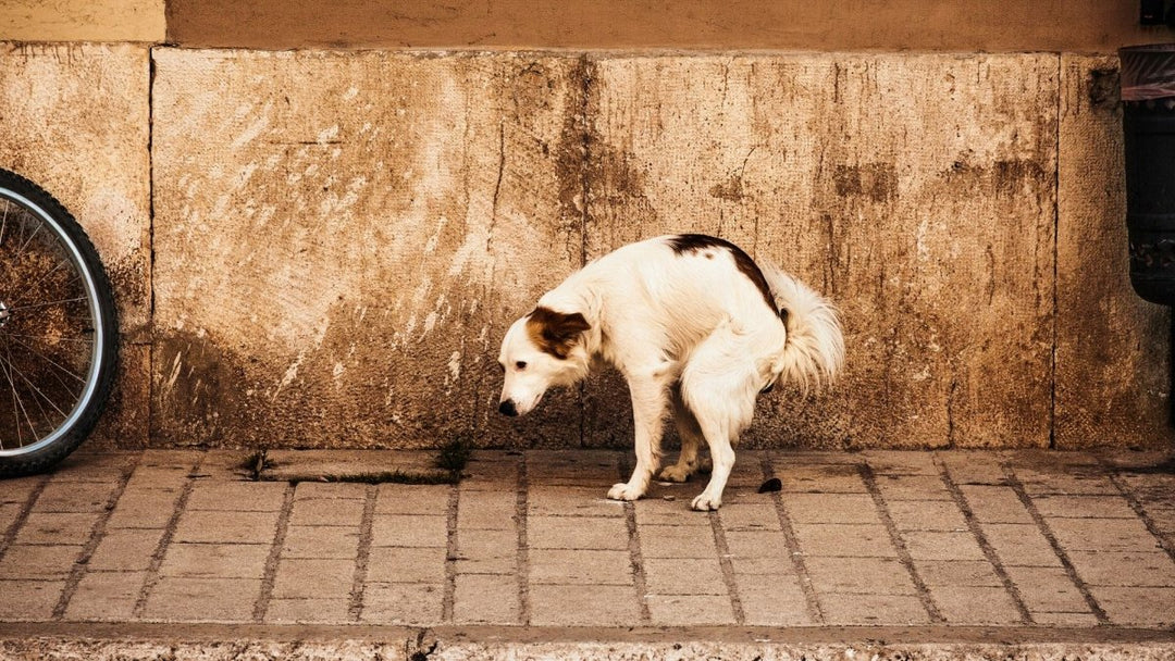 Top 5 Causes for Diarrhea in Dogs