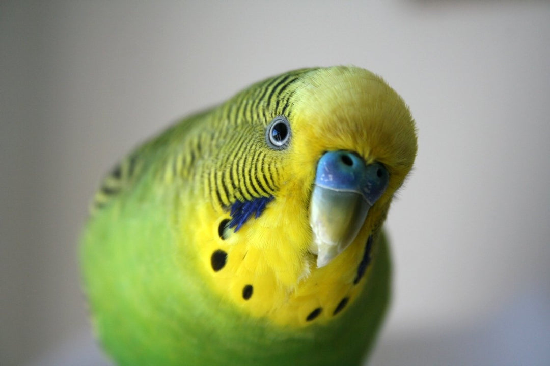 Top 5 Popular Pet Birds in America