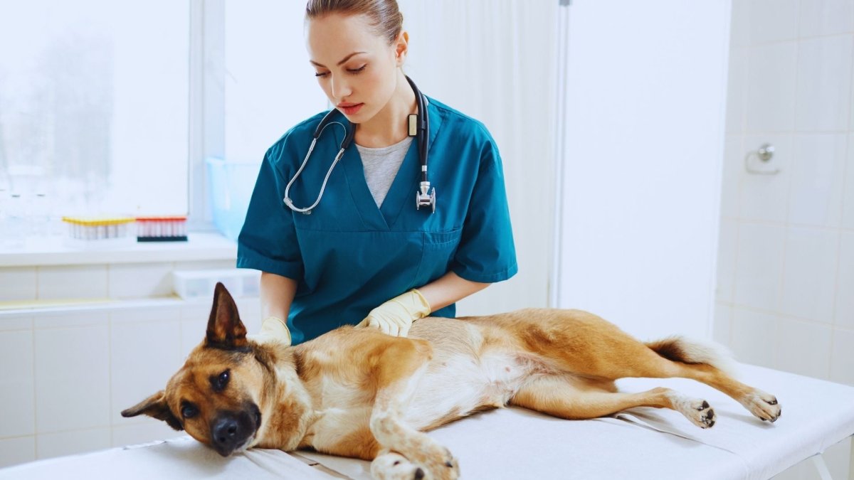 Understanding Mast Cell Tumors in Dogs - Hemp Well