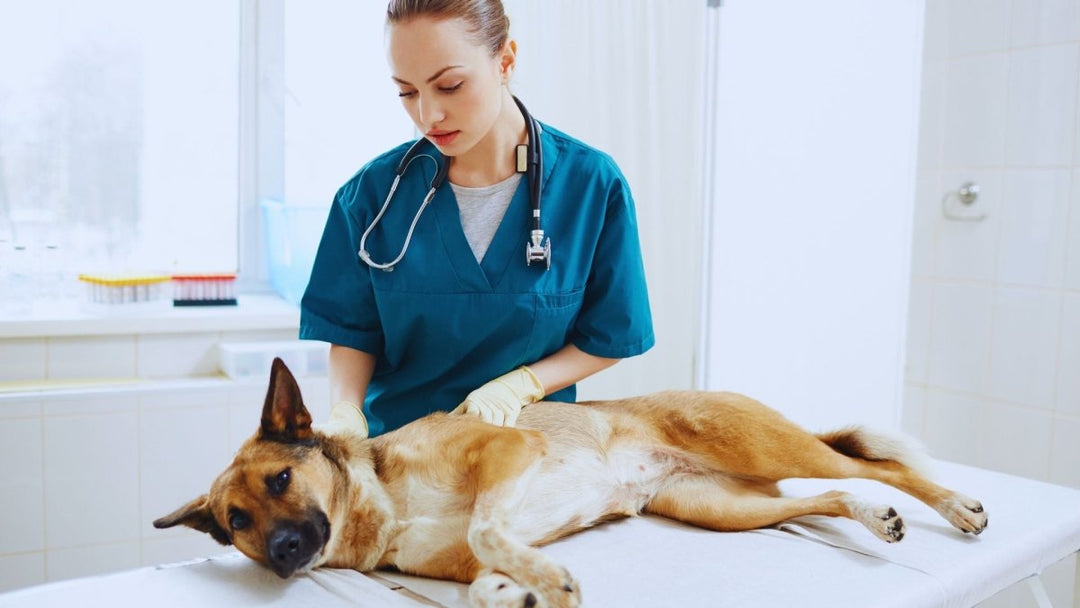 Understanding Mast Cell Tumors in Dogs