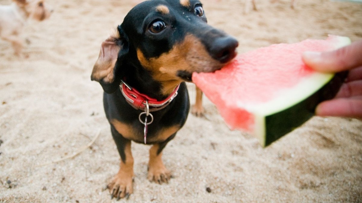 Watermelon: Is it Safe for Dogs? - Hemp Well