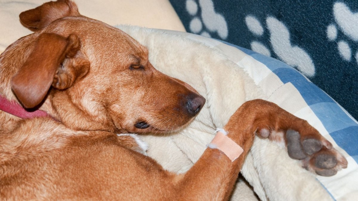 What can you give a dog for pain over the counter? - Hemp Well