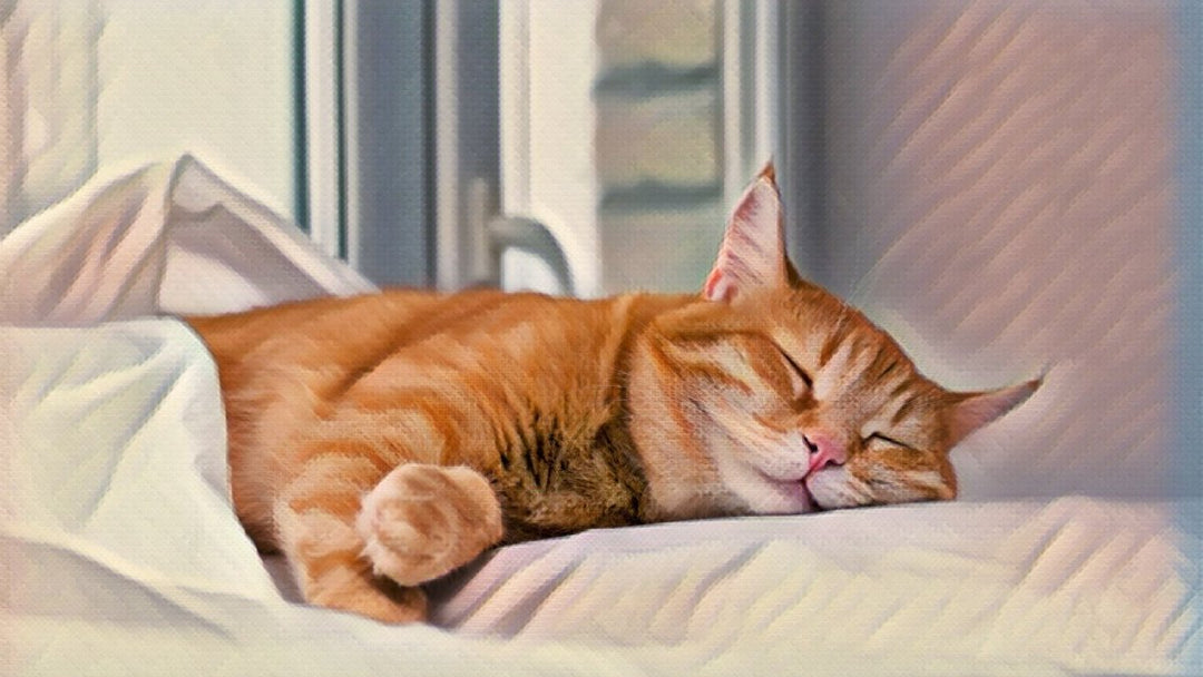 What Happened After I Gave My Cat CBD Oil