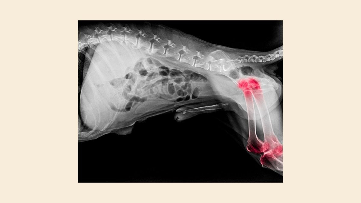 What Is Hip Dysplasia In Dogs And How to Care For Your Dog? - Hemp Well