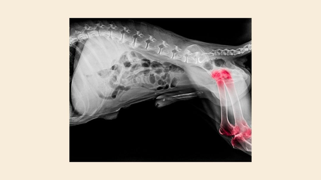 What Is Hip Dysplasia In Dogs And How to Care For Your Dog?