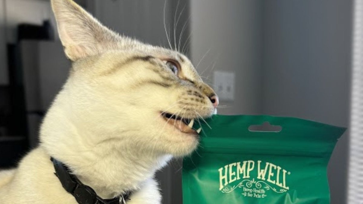 What pet parents really think about - Hemp Well