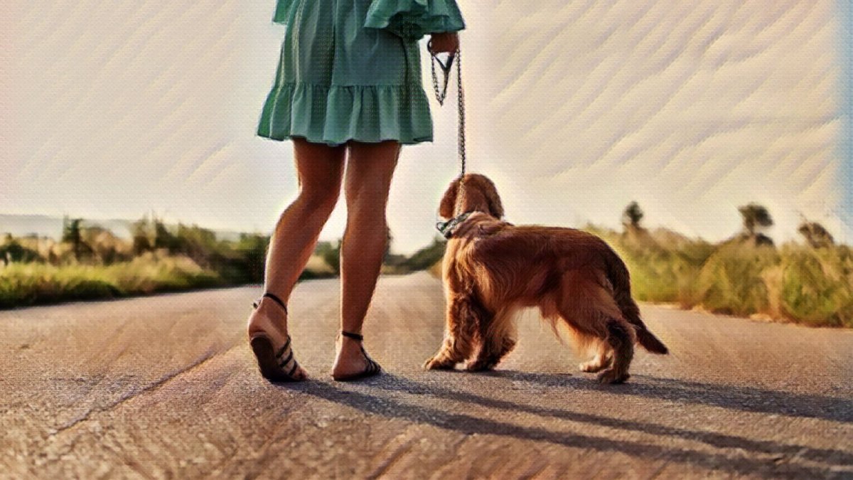 When Hot Asphalt Meets Dog Paws; Hemp For Healthy Pet Skin - Hemp Well