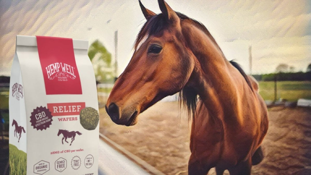 Why can't horses use hemp or CBD in California?
