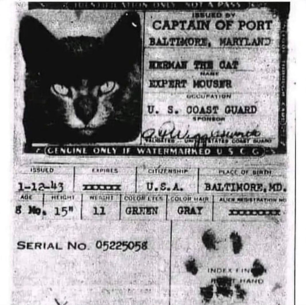 Why cats were once issued passports - Hemp Well