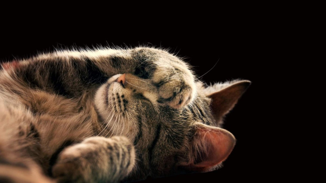 Why Do Cats Cover Their Faces While Sleeping?