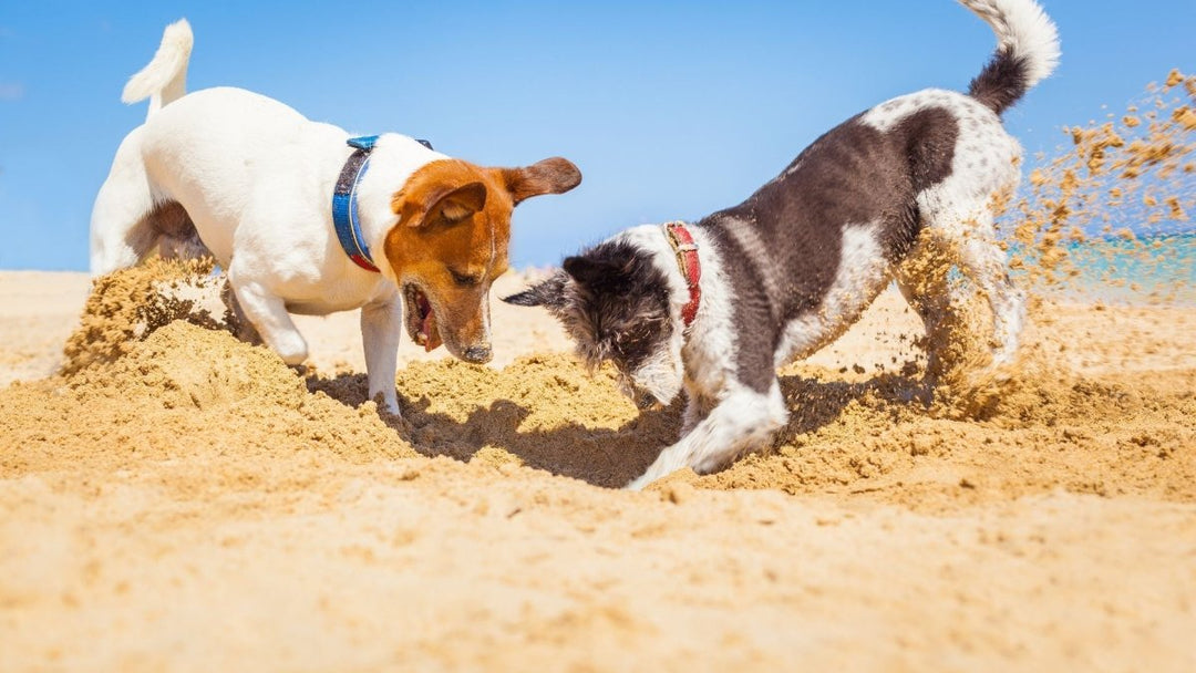 Why do dogs dig holes and how to stop them from doing it