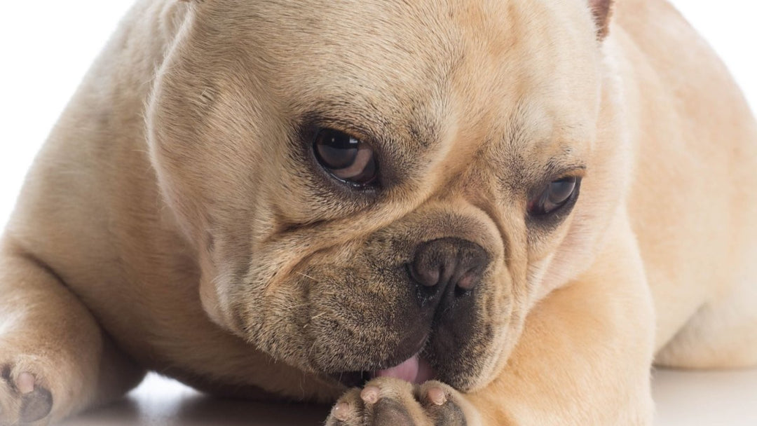 Why do dogs lick their paws (and balls)?