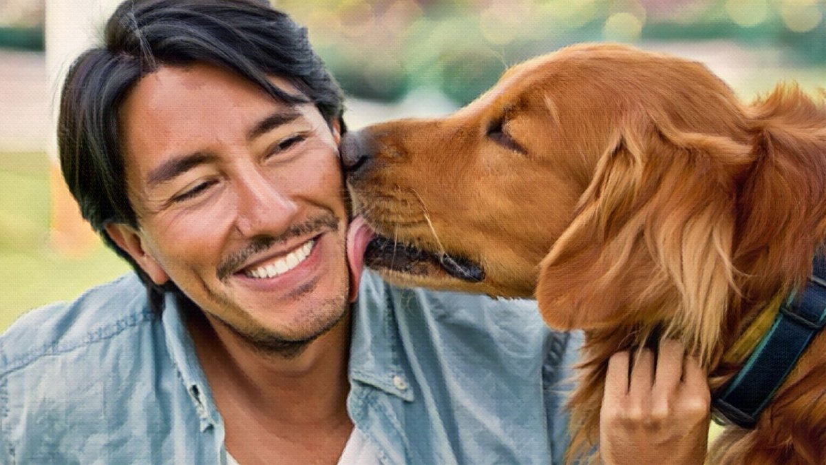Why do dogs lick you? - Hemp Well