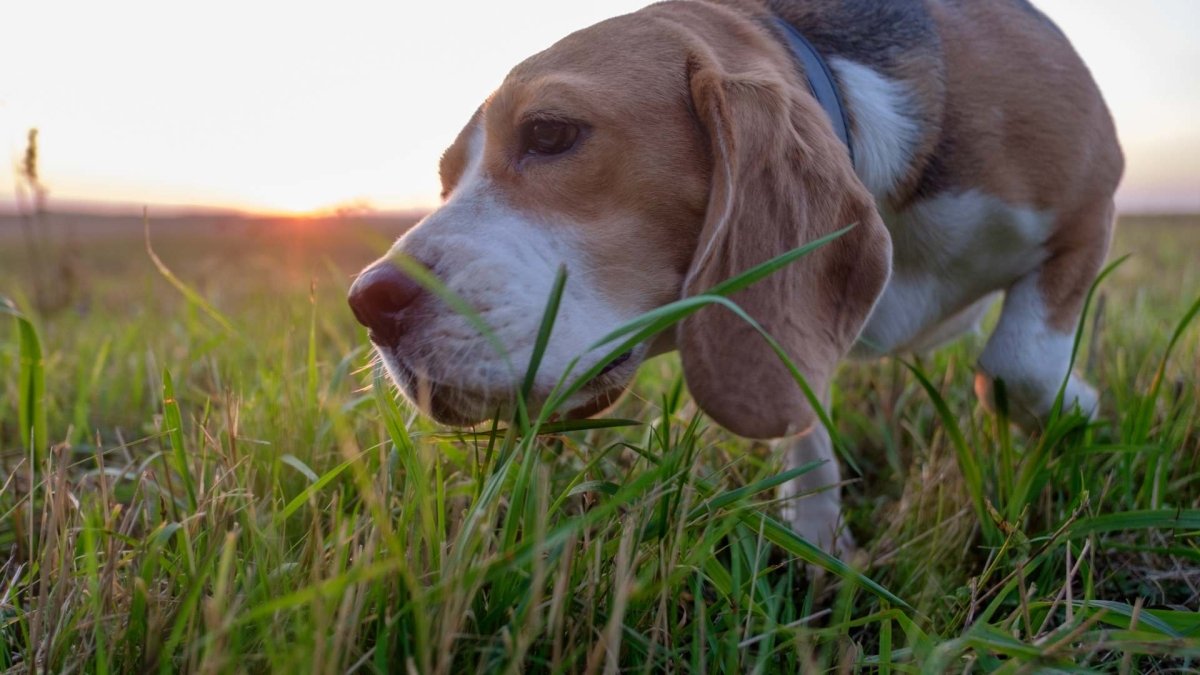 Why Does My Dog Keep Eating Grass? - Hemp Well