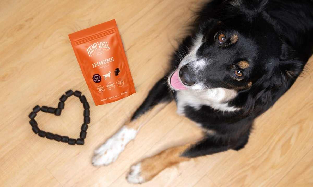 🐾 Why Hemp Well’s Immune Chews Matter? - Hemp Well