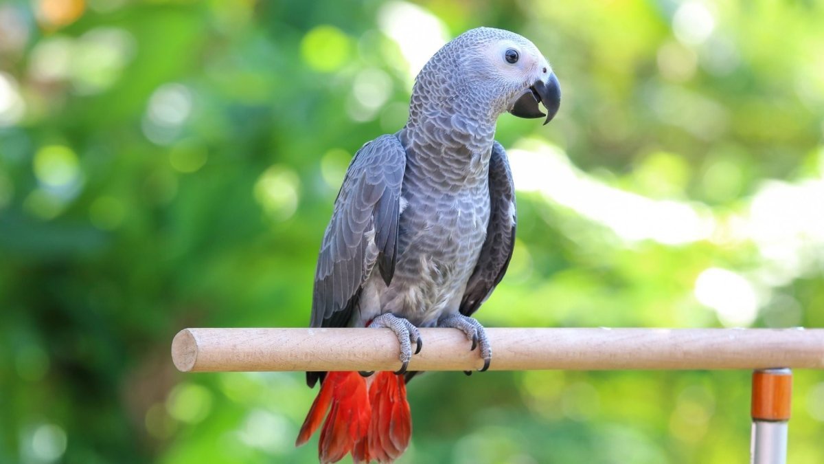 Why Is My Bird Feather Plucking? - Hemp Well