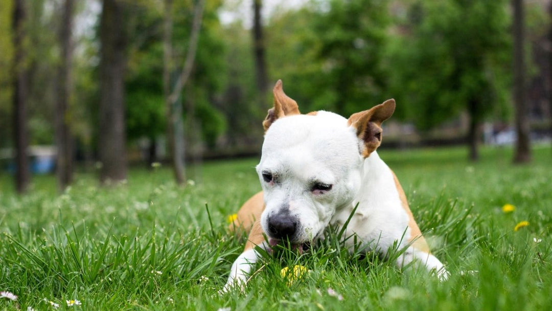 Why is my dog suddenly eating grass like crazy?