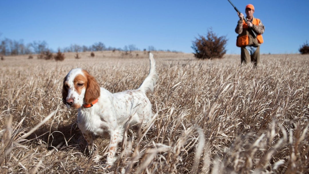 Why more and more hunters are giving their dogs supplements