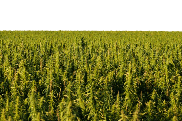 You do your part for the environment - Hemp Well