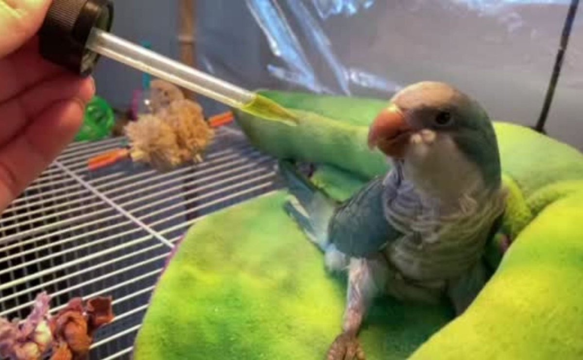 Zero Adverse Events Reported with Hemp Use in Birds