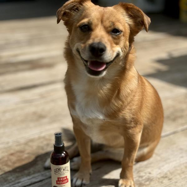Dog sitting next to a bottle of Hemp Well Skin Relief Spray