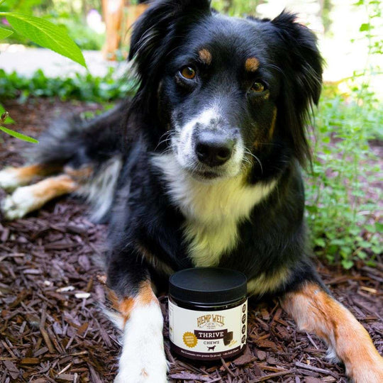 Thrive Dog Soft Chews - Hemp Well dog dog treats hemp