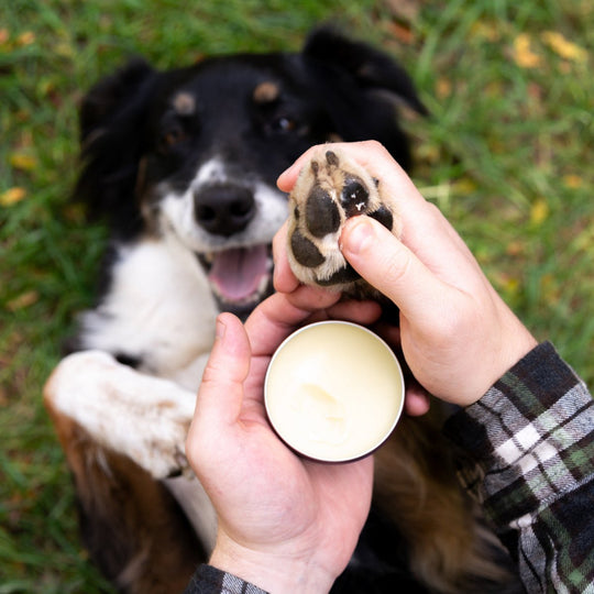 Hemp Balm - Hemp Well allergies balm cat