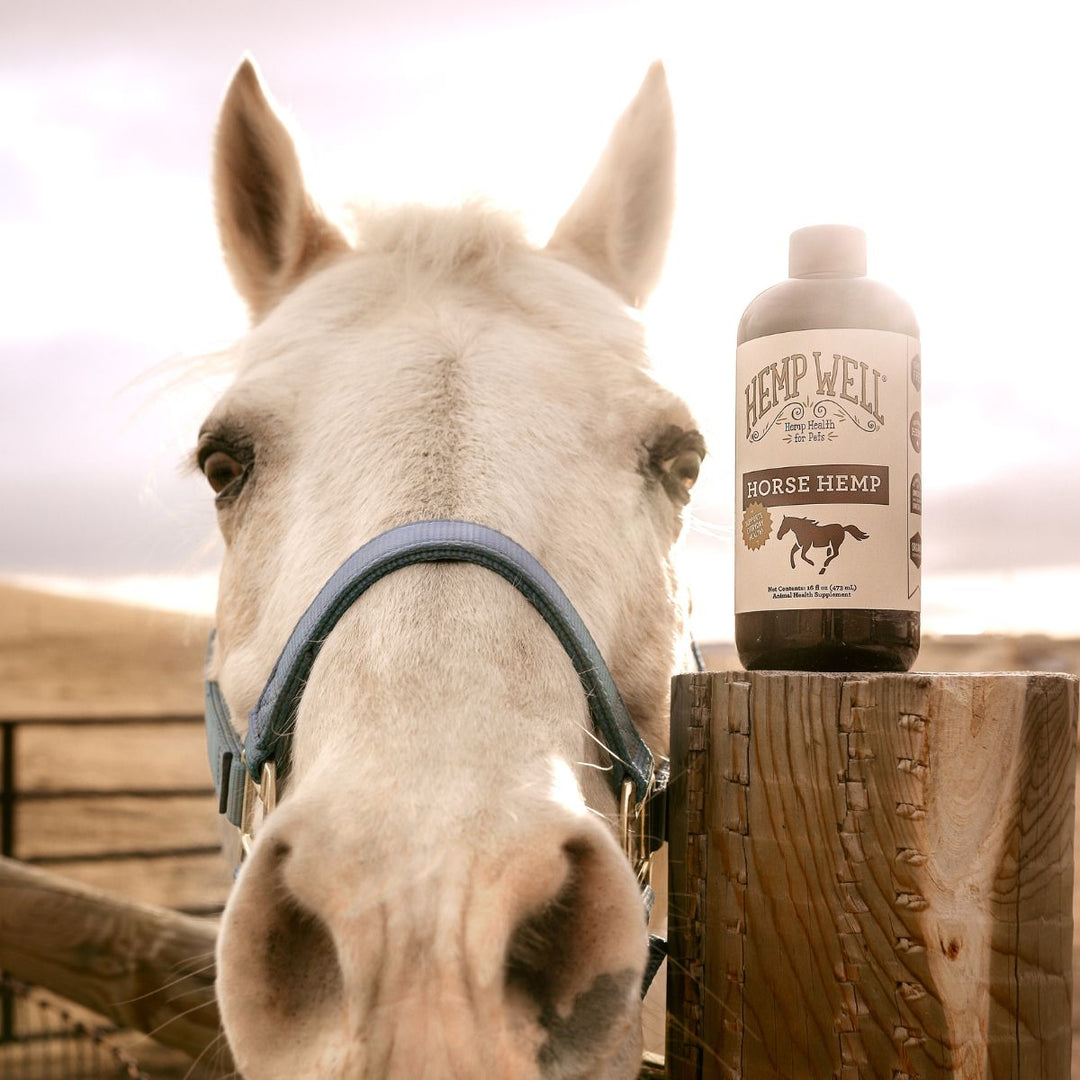 Horse Hemp Oil - Hemp Well equine hemp hemp for horses