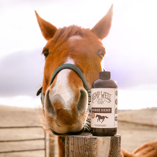 Horse Hemp Oil - Hemp Well equine hemp hemp for horses