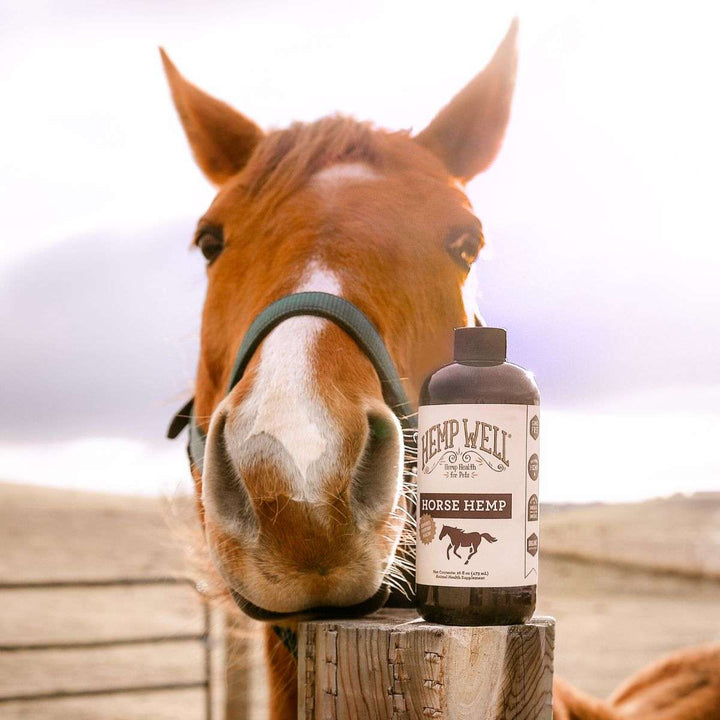 Horse Hemp Oil by Hemp Well, natural omega-rich oil for healthy joints, skin, and digestion in horses.
