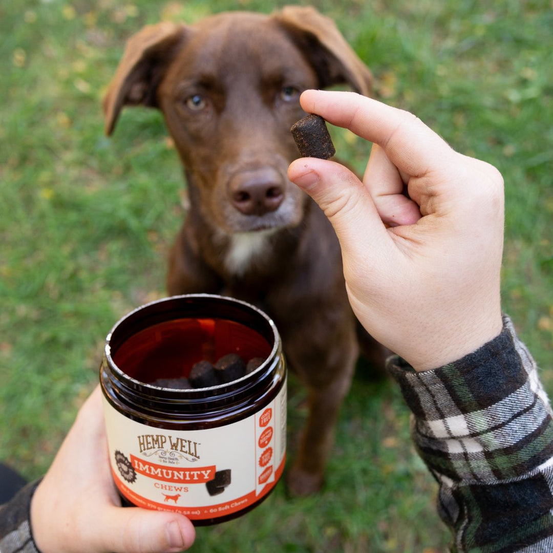 Immune & Gut Health Dog Soft Chews - Hemp Well calm dog dog immunity