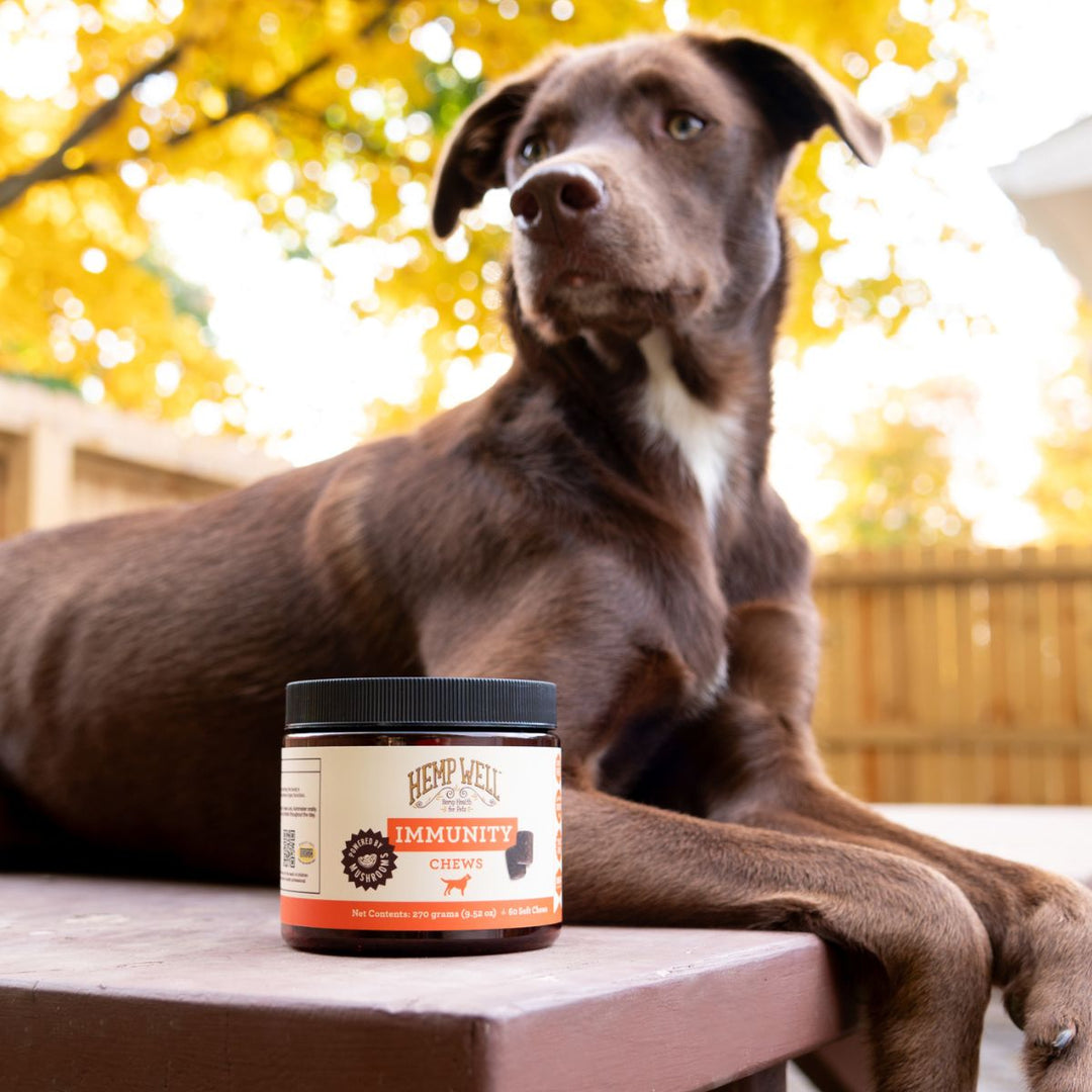 Immune & Gut Health Dog Soft Chews - Hemp Well calm dog dog immunity