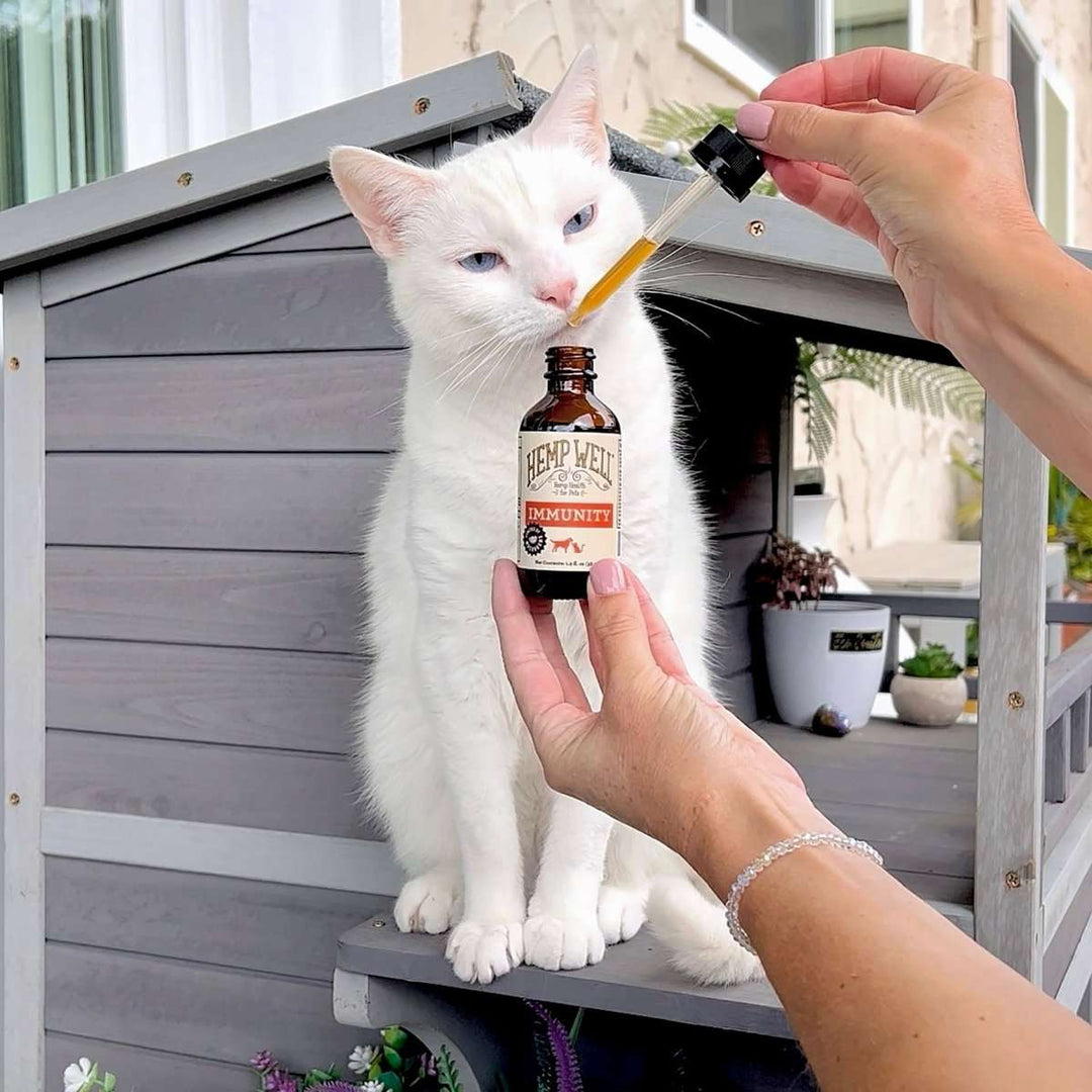 Immune & Gut Health for Dogs & Cats - Hemp Well cats dogs hemp