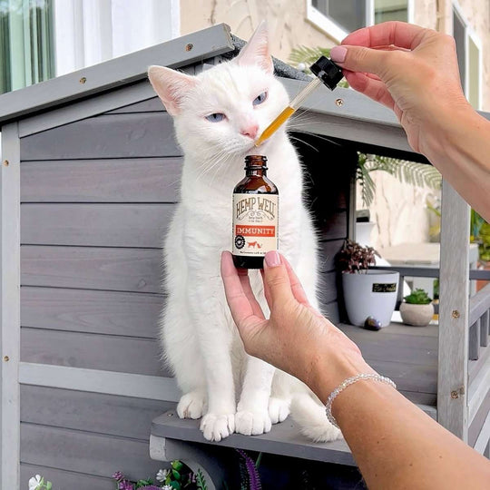 Immune & Gut Health for Dogs & Cats - Hemp Well cats dogs hemp