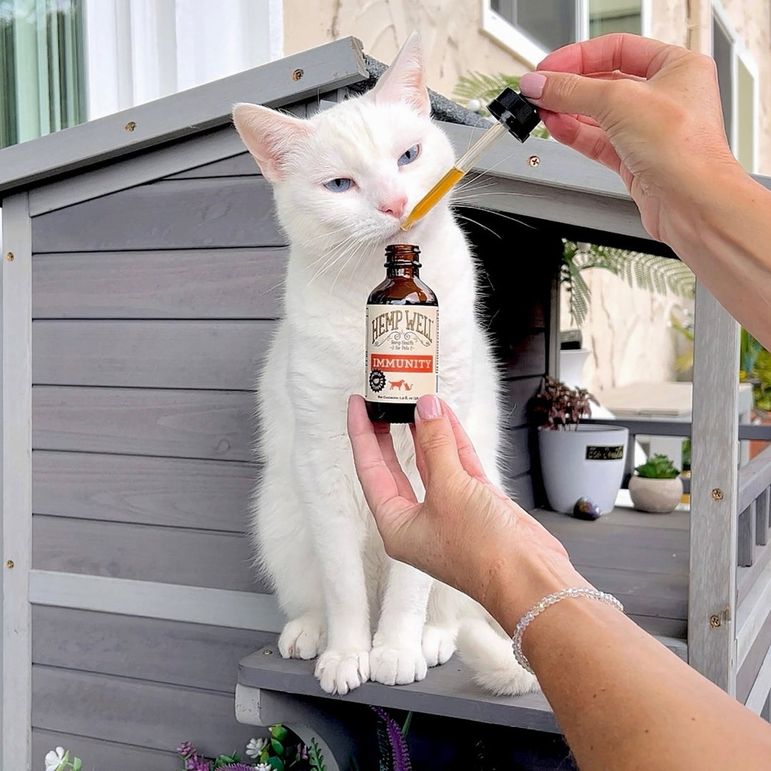 Immune & Gut Health for Dogs & Cats - Hemp Well cats dogs hemp