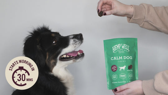 Hemp Well Organic Calm Dog Soft Chew Video