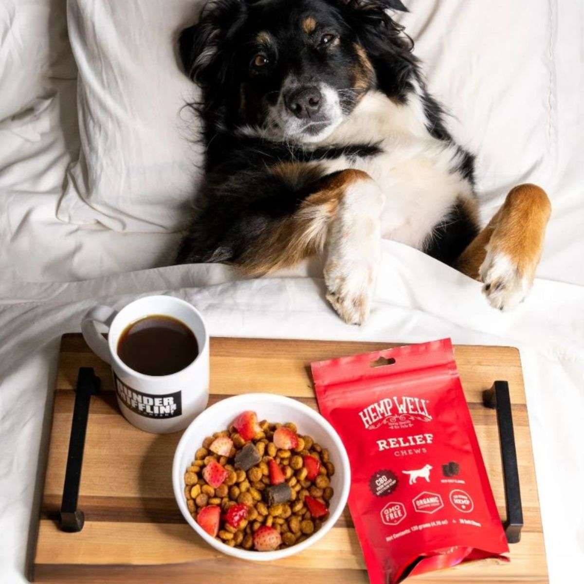 Best CBD for Dogs