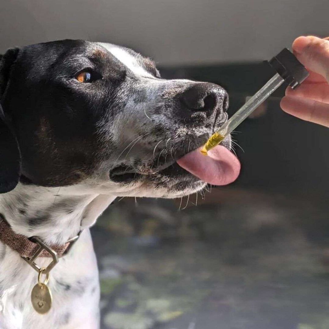 Relief (CBD) Oil - Hemp Well CBD for dogs