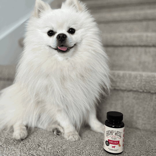 Relief (CBD) Capsules for Dogs - Hemp Well CBD dog capsules