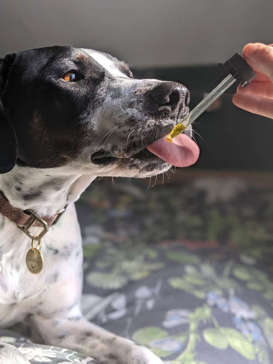 Relief Plus (CBD) Oil - Hemp Well cat cbd CBD CBD for dogs