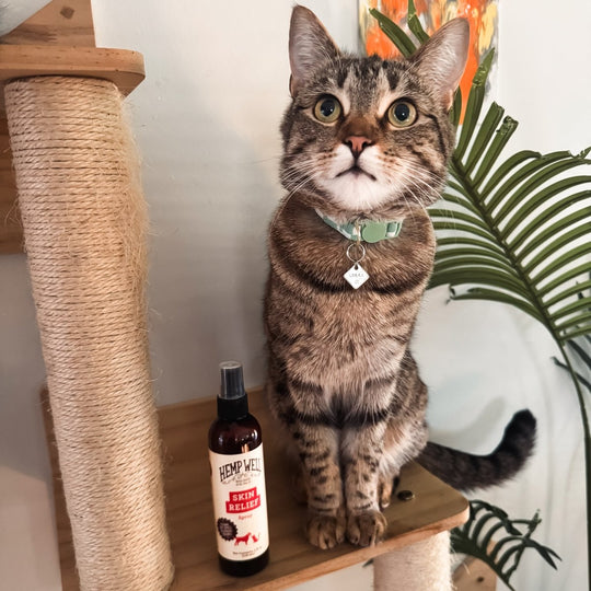 Skin & Itch Relief Spray - Hemp Well cat dog skin