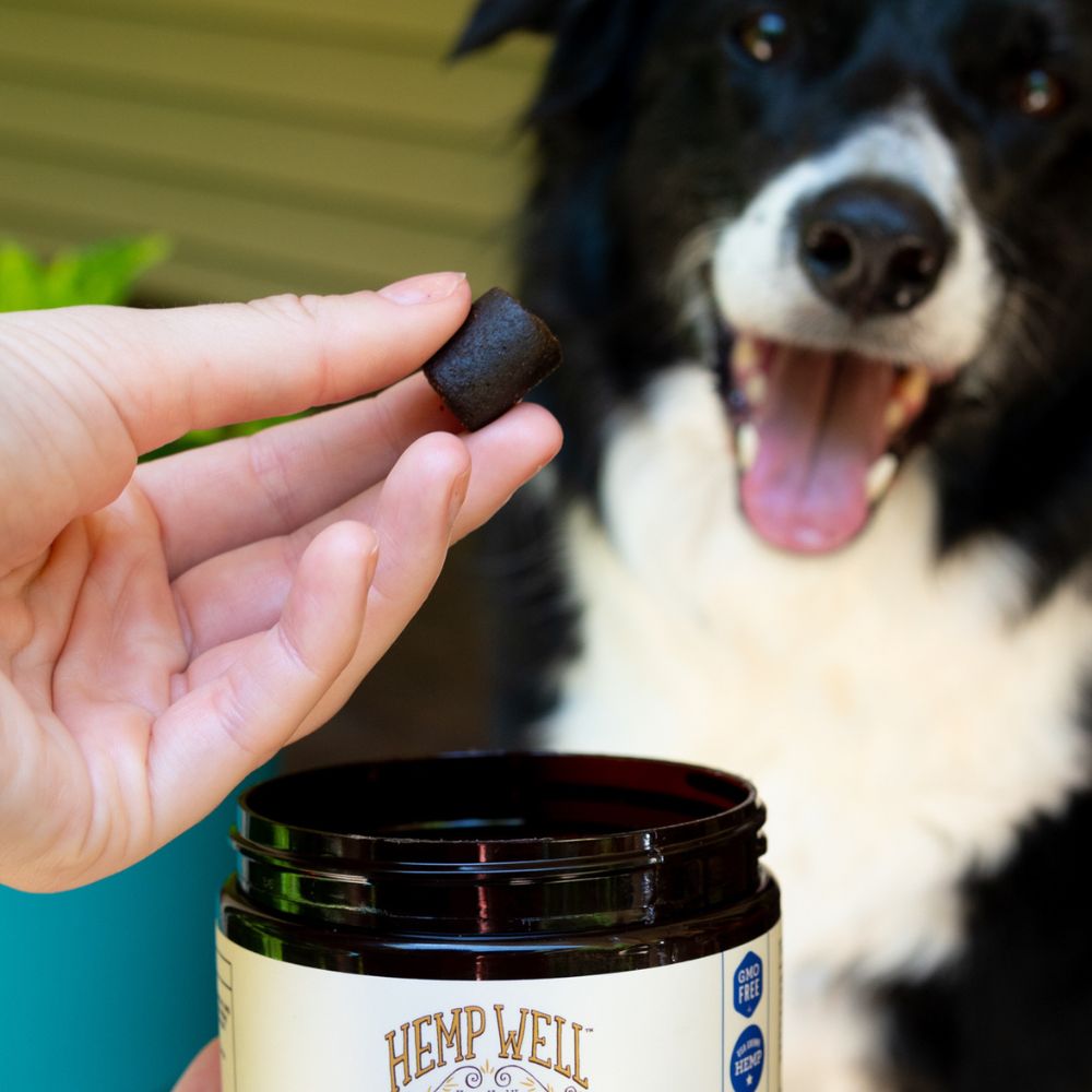 https://hempwell.com/cdn/shop/products/immune-support-dog-soft-chews-995683.jpg?v=1692724435