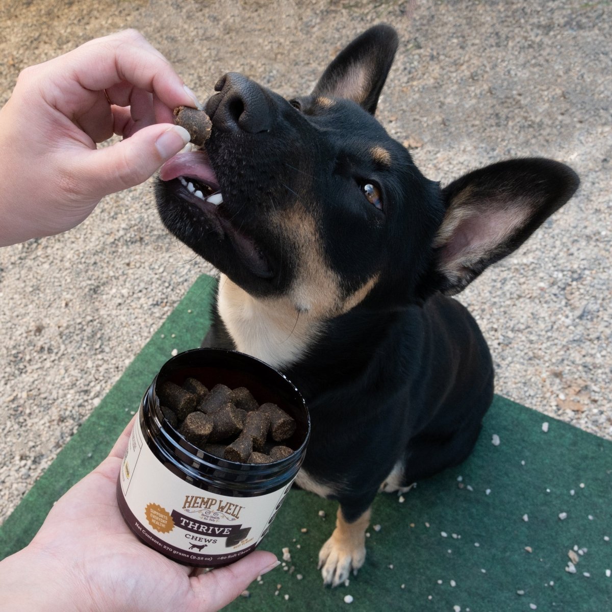 Thrive Dog Soft Chews - Hemp Well dog dog treats hemp